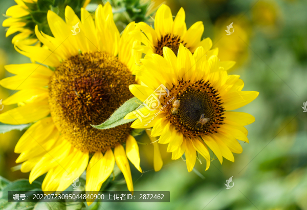 向日葵開花了
