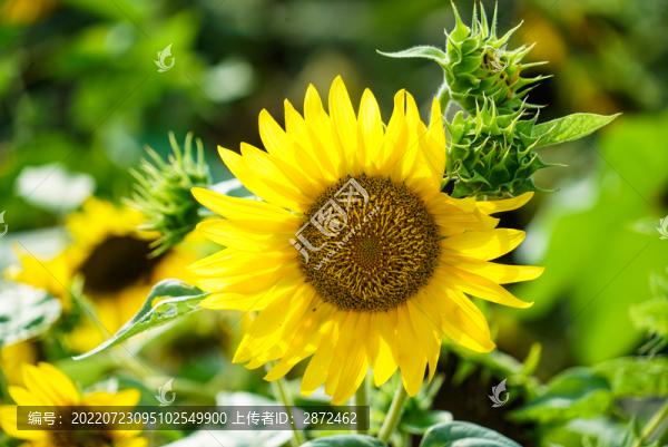 向日葵開花了