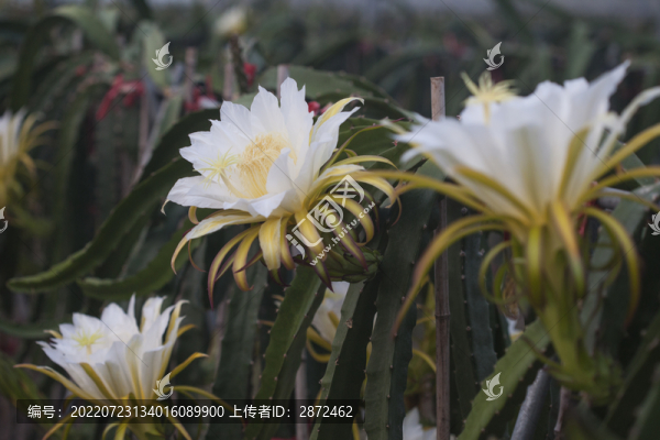 火龍果開花了