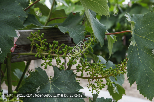 葡萄的生長和管理