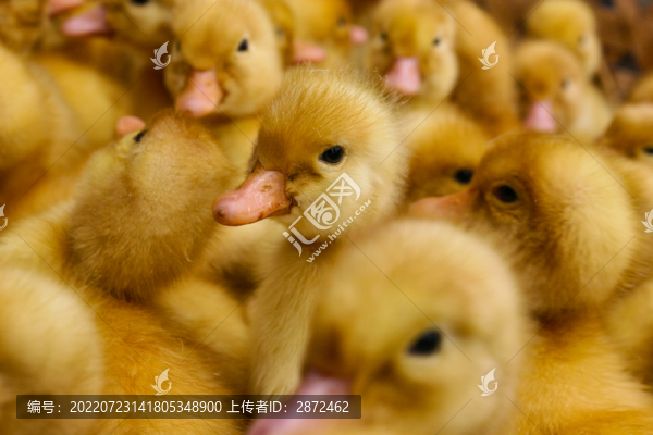 鴨子養(yǎng)殖