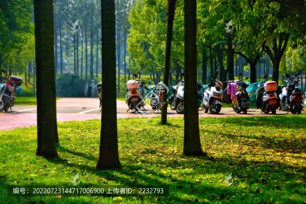 陽光草地與樹林