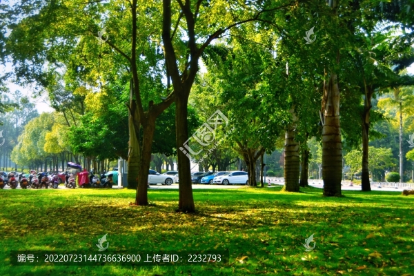 陽光草地與樹林