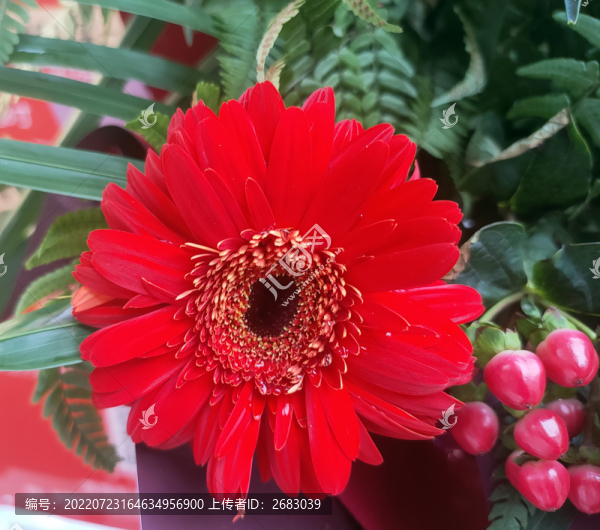 非洲菊