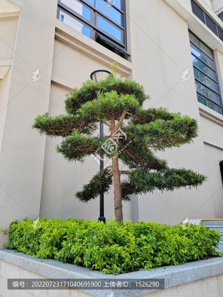 羅漢松
