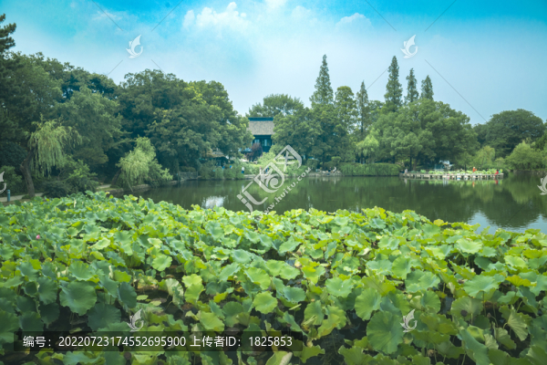 無錫蠡園柳堤花雨
