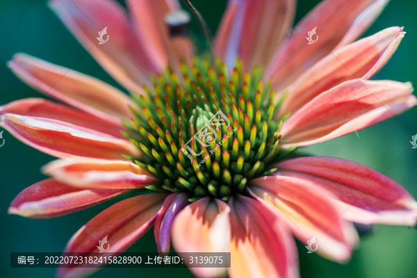 微距小雛菊花朵特寫
