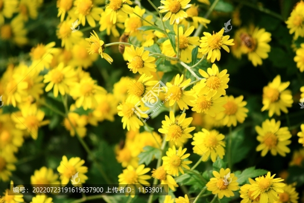 野菊花