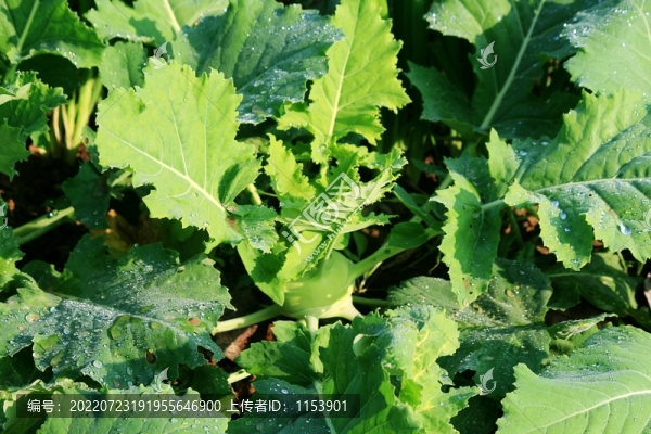 擘藍