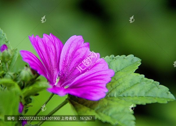 錦葵花