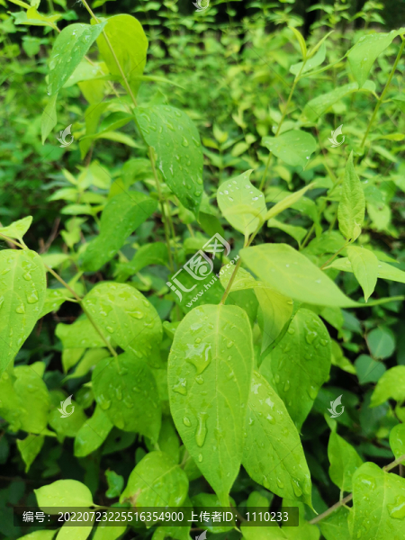 雨滴