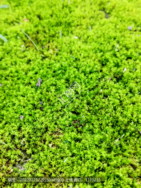 苔蘚