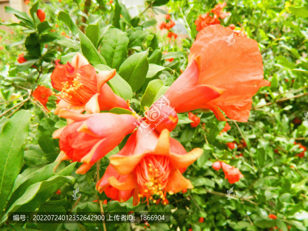 石榴開花