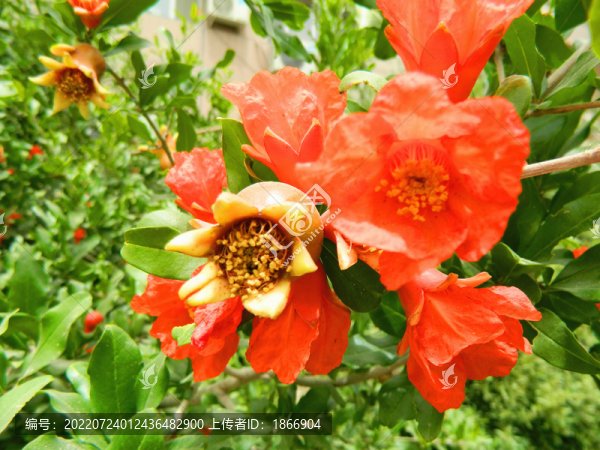 石榴開花