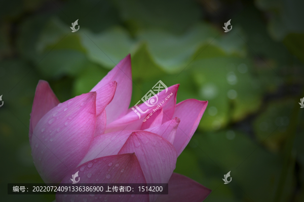 大暑荷花夏意濃