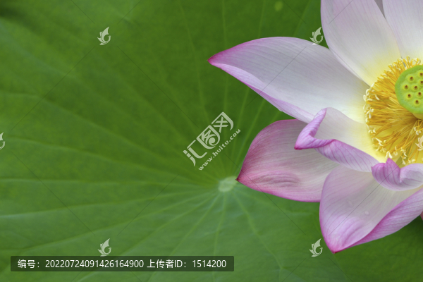 大暑荷花夏意濃