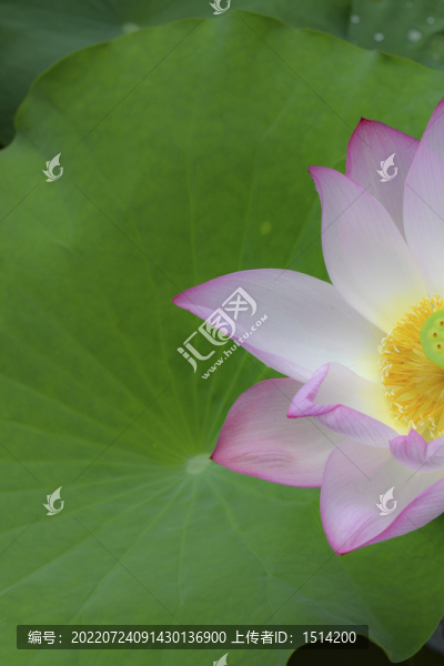 大暑荷花夏意濃