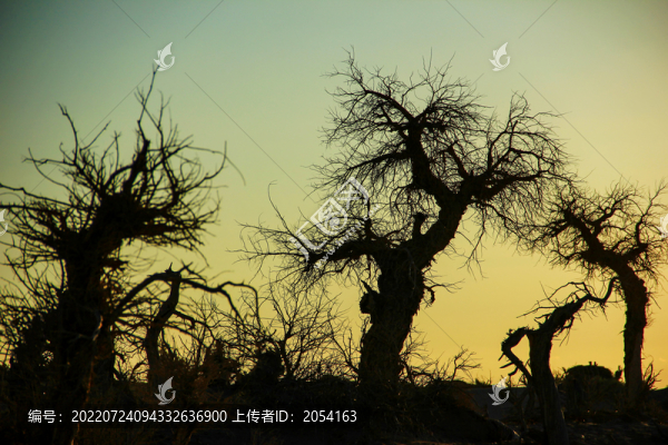 內(nèi)蒙古額濟(jì)納旗怪樹林