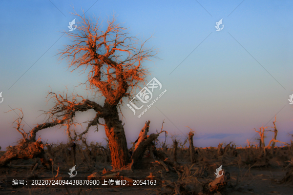 額濟納旗怪樹林