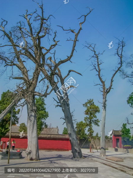 淮陽太昊陵宋代古柏