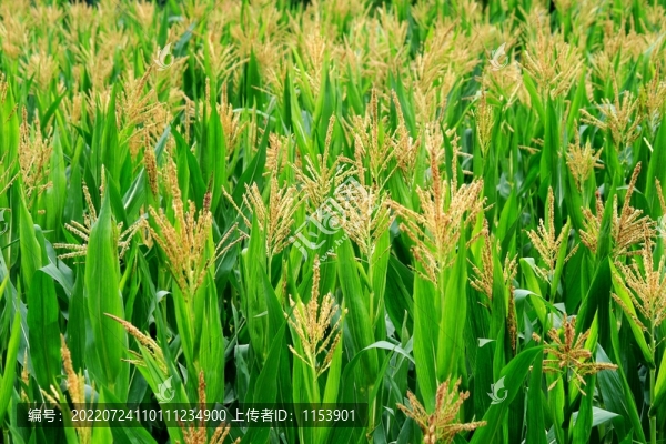 玉米開花