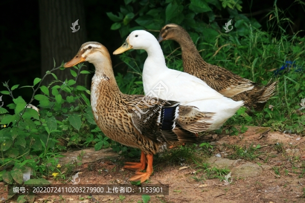 土鴨