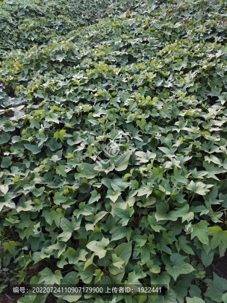 紅薯葉背景-匯圖網(wǎng) www.fosd68.com 紅薯葉背景