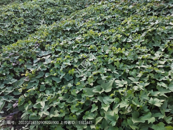 紅薯種植