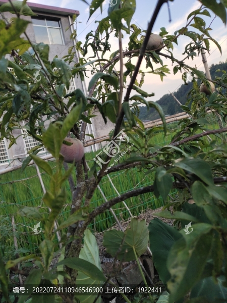 花奈李