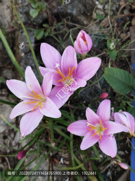 水仙花