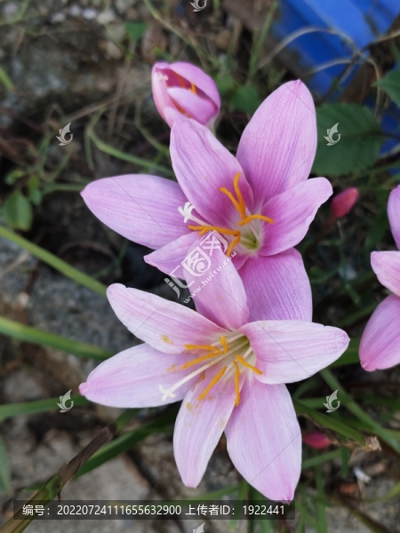 水仙花特寫