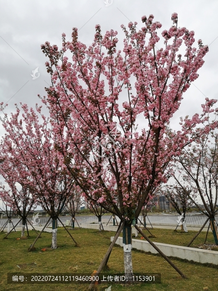 櫻花樹