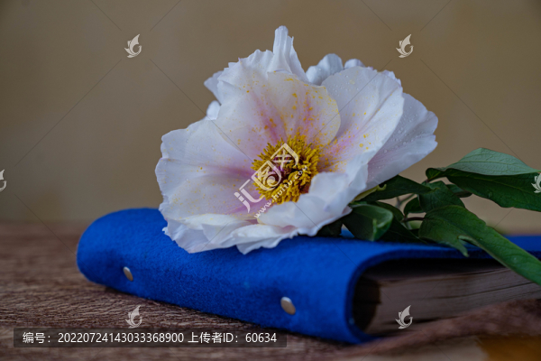 油牡丹