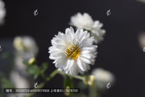 菊花