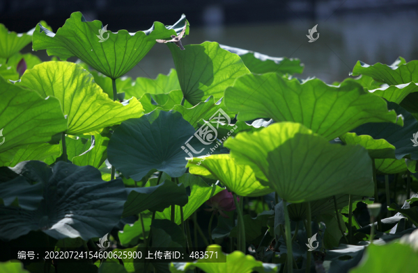 荷花荷葉