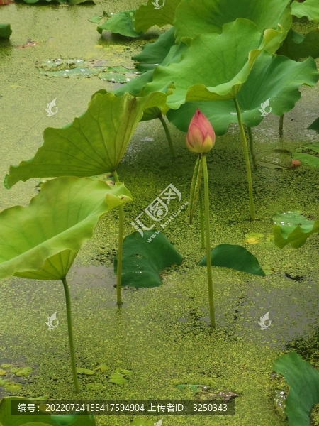 月湖賞荷