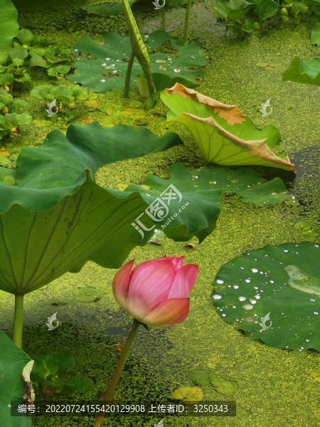 月湖賞荷