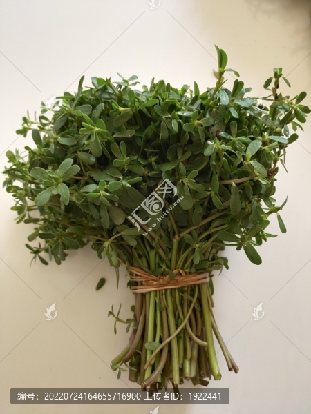 馬齒菜特寫(xiě)