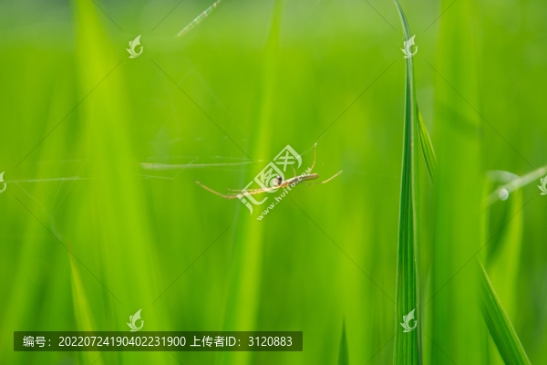 蜘蛛