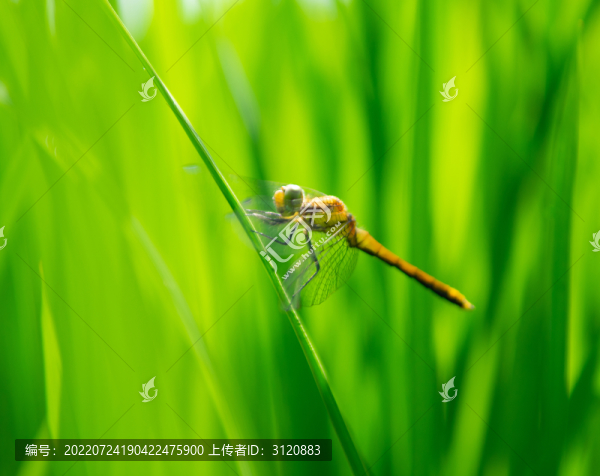 蜻蜓