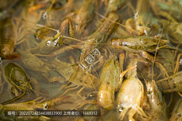 小龍蝦