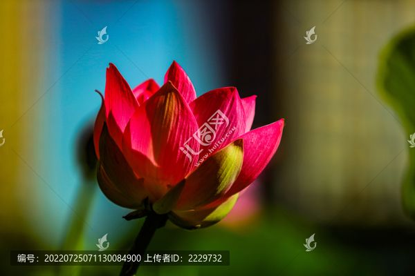 荷花