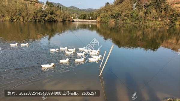 春江水暖鴨先知