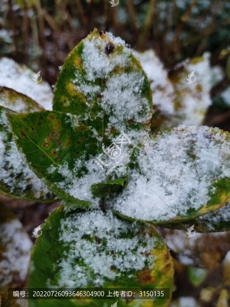 雪