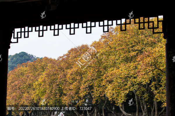 杭州北山街秋色