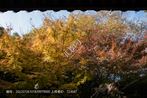 杭州北山街秋色