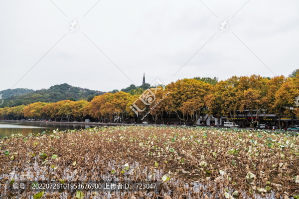 杭州北山街秋色