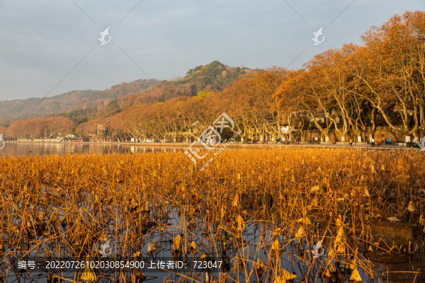 杭州北山街秋色