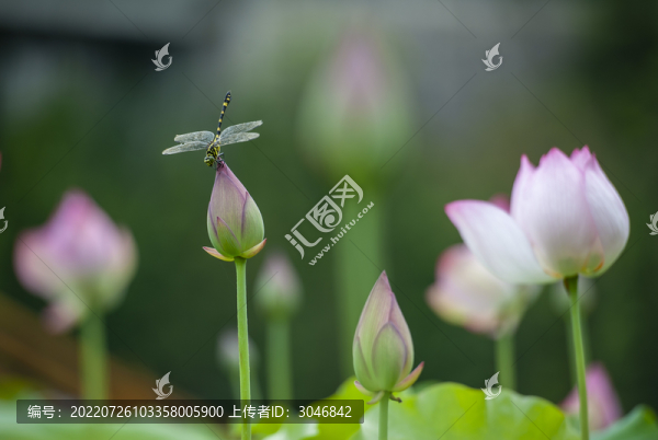 荷花