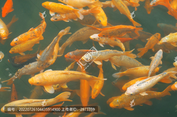 池塘中的錦鯉金魚